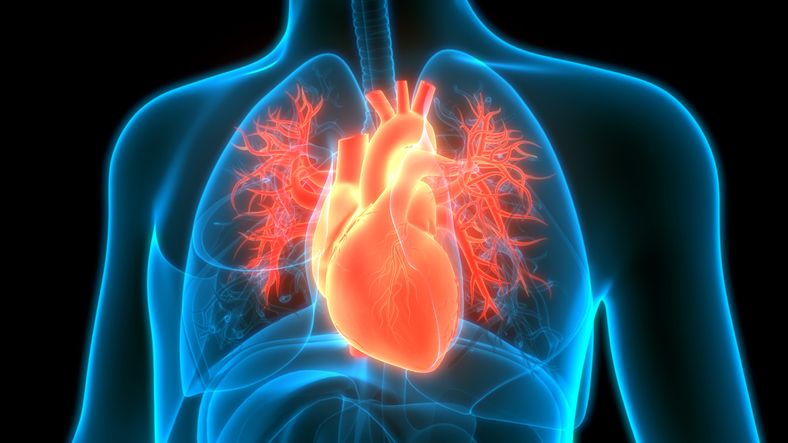 heart and lungs