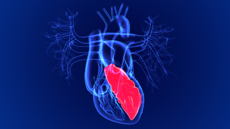 left ventricle illustration image
