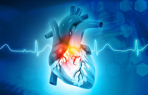 3D rendering of a heart