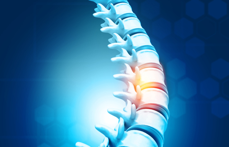 Spine Image image