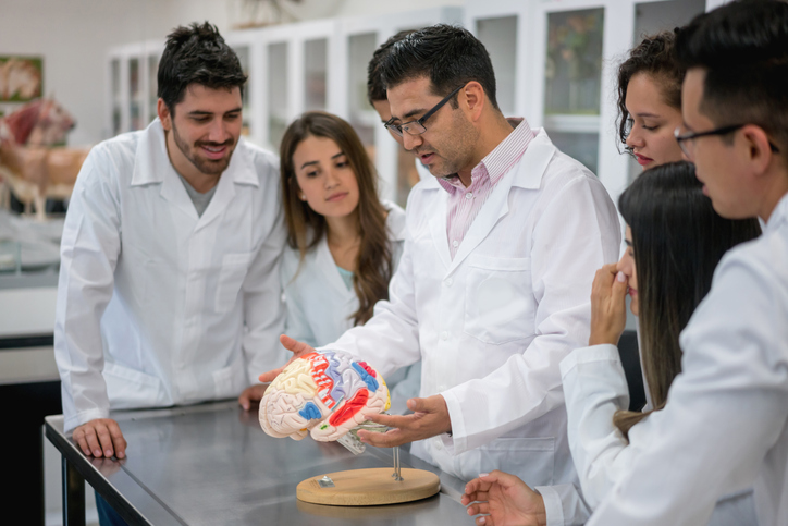 doctors looking at a model of the brain