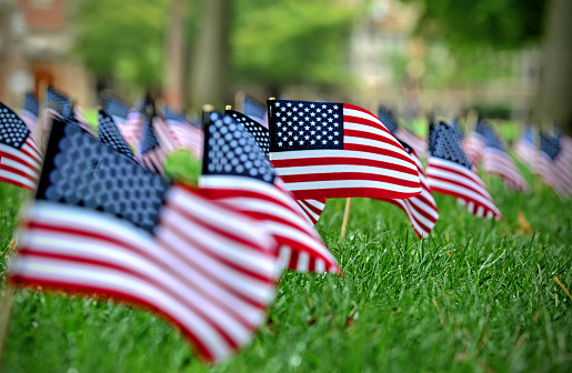 American flags in a field