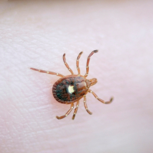 a lone star tick