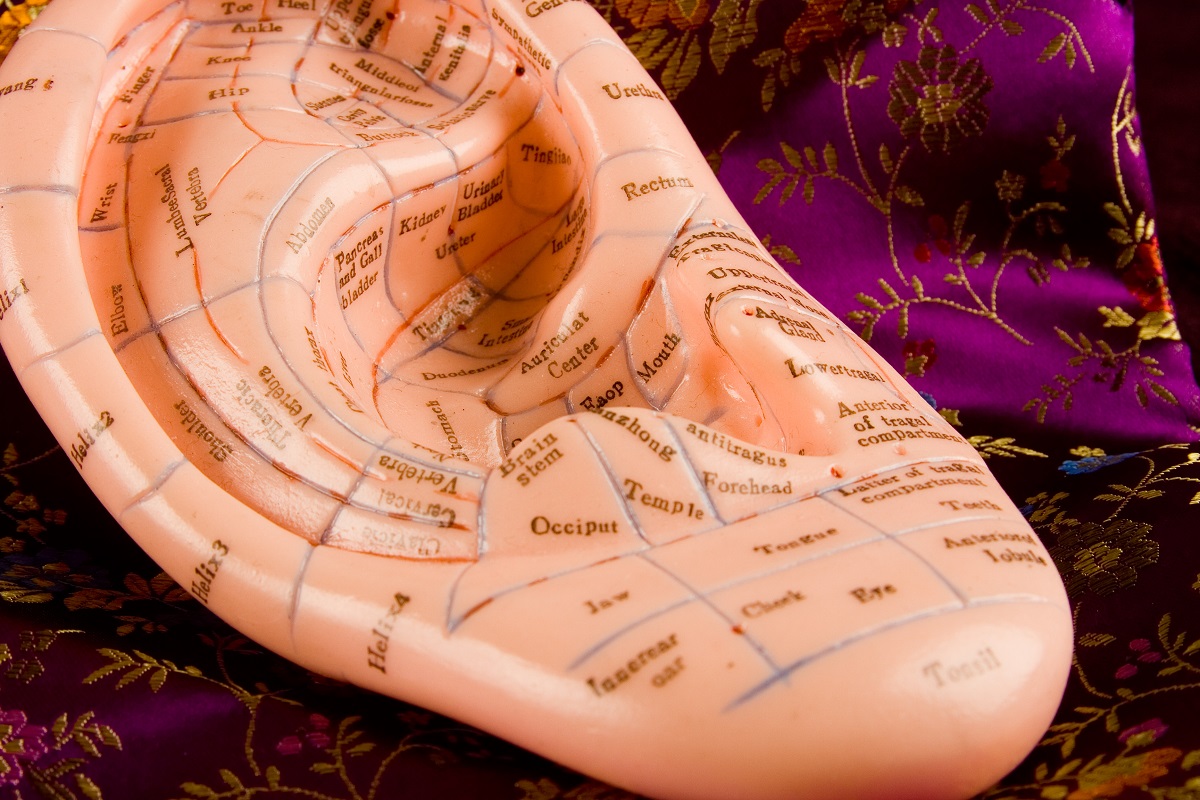 acupuncture models of ear